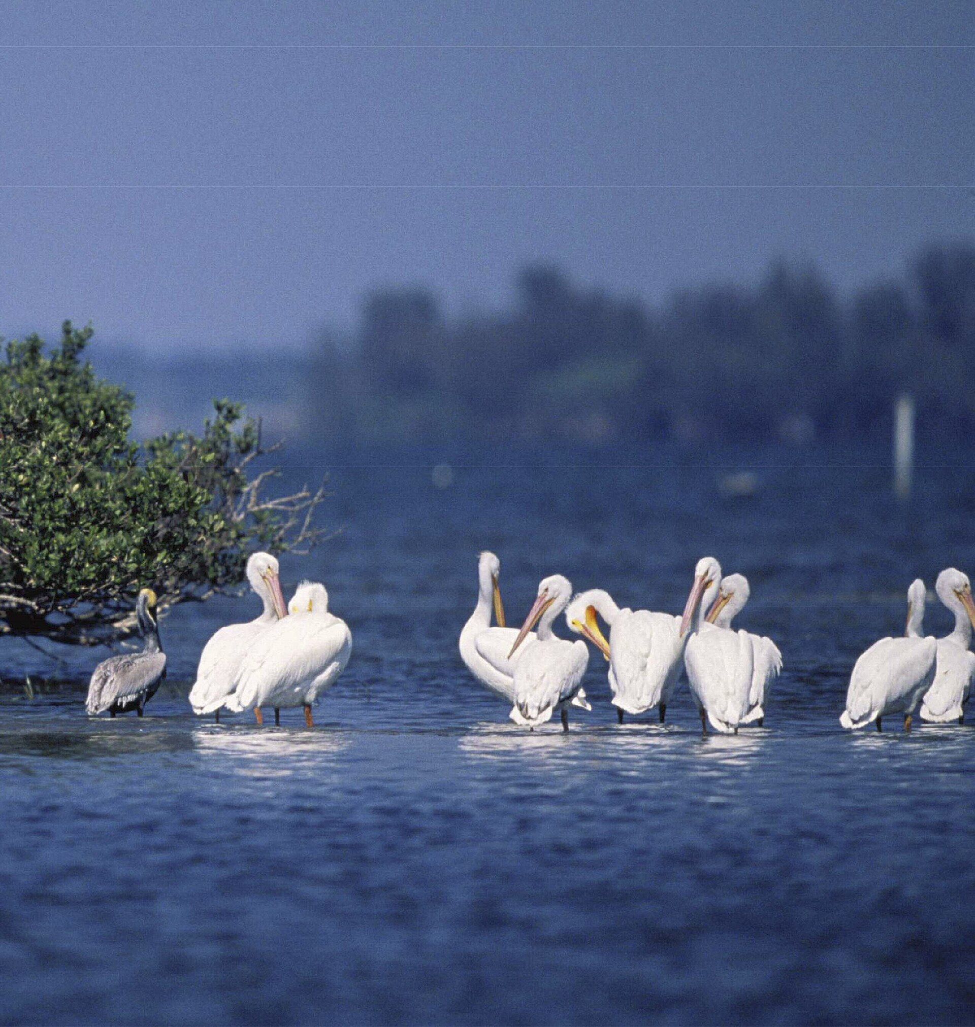 Pelicans resting at Pelican Island National Wildlife Refuge